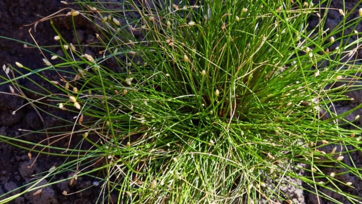 Isolepis cernua