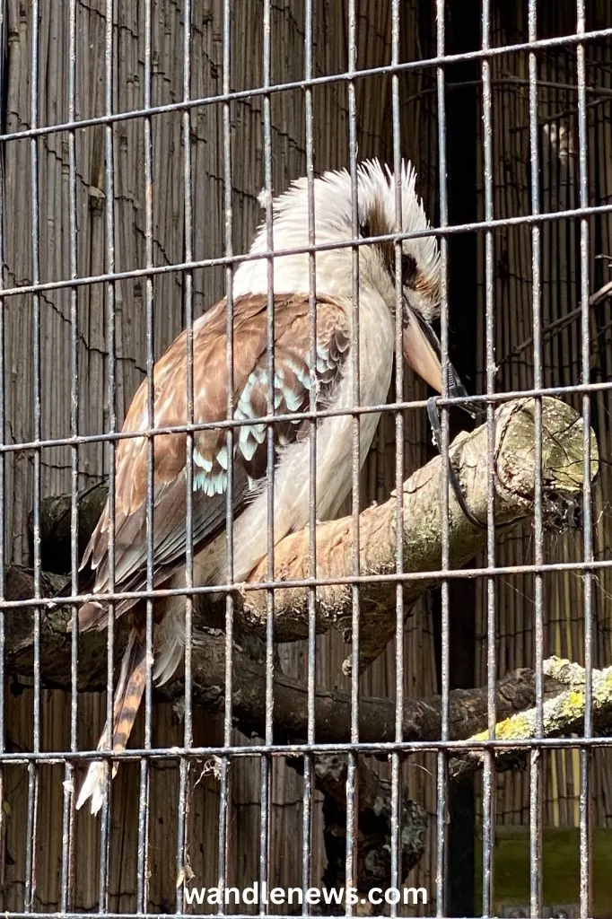 Laughing Kookaburra at Battersea Park Zoo