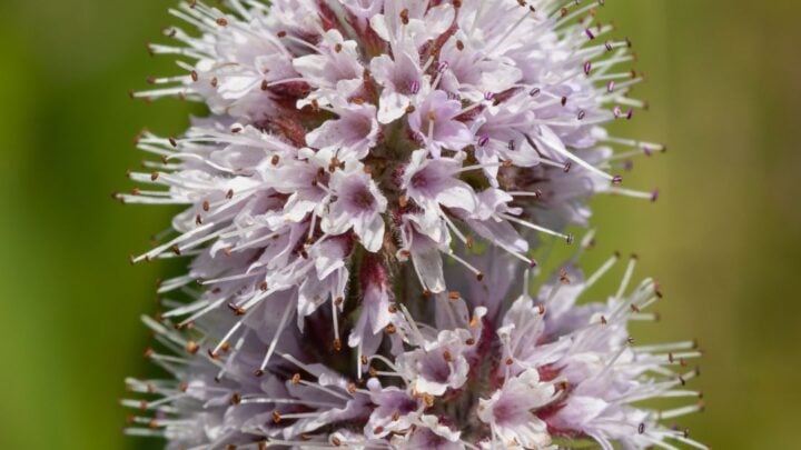 Image for Water Mint (Mentha aquatica)