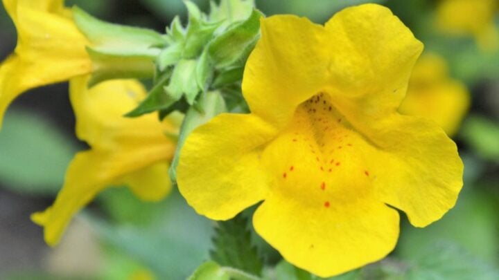 Image for Monkeyflower (Mimulus spp.)