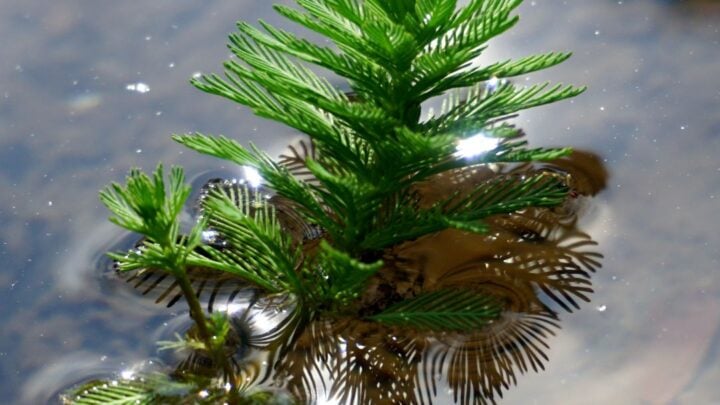 spiked water milfoil