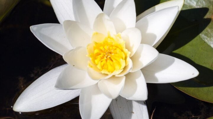 Image for Water Lily (Nymphaea spp.)