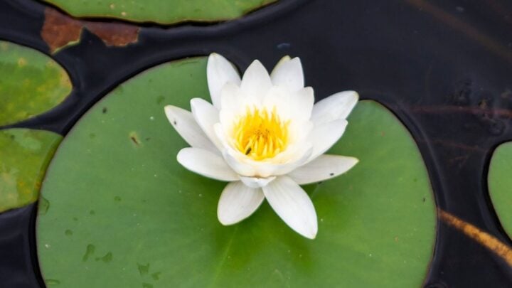 water lily