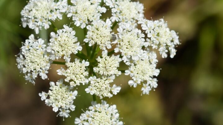 Water-hemlock