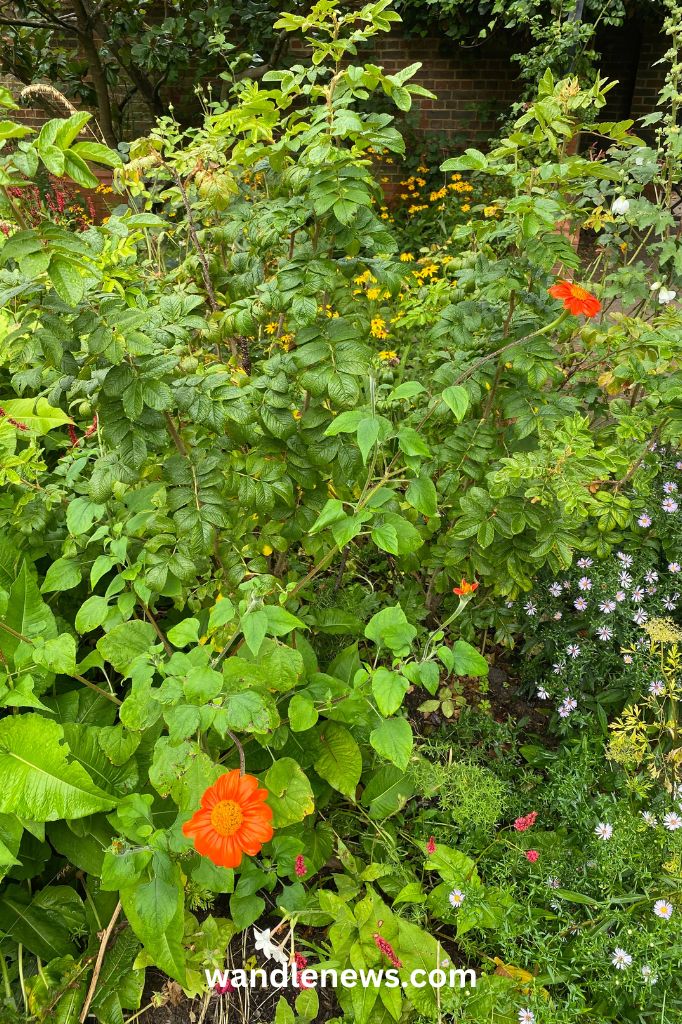 Old English Garden in Battersea Park