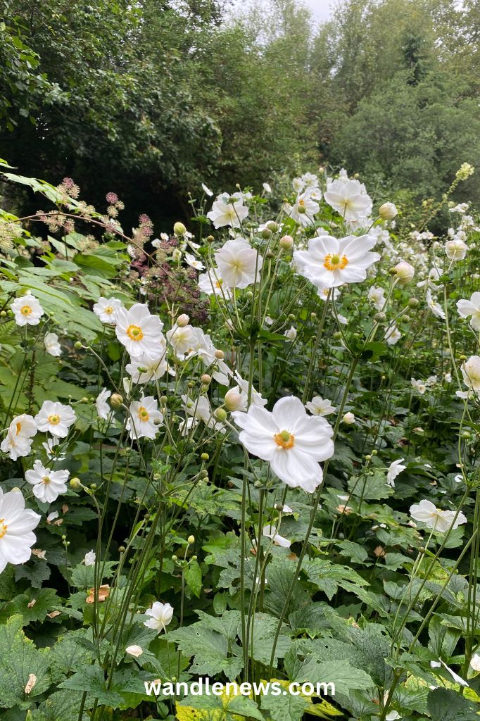 Old English Garden in Battersea Park