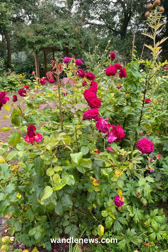 rose garden