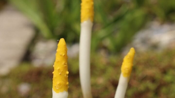 Orontium aquaticum