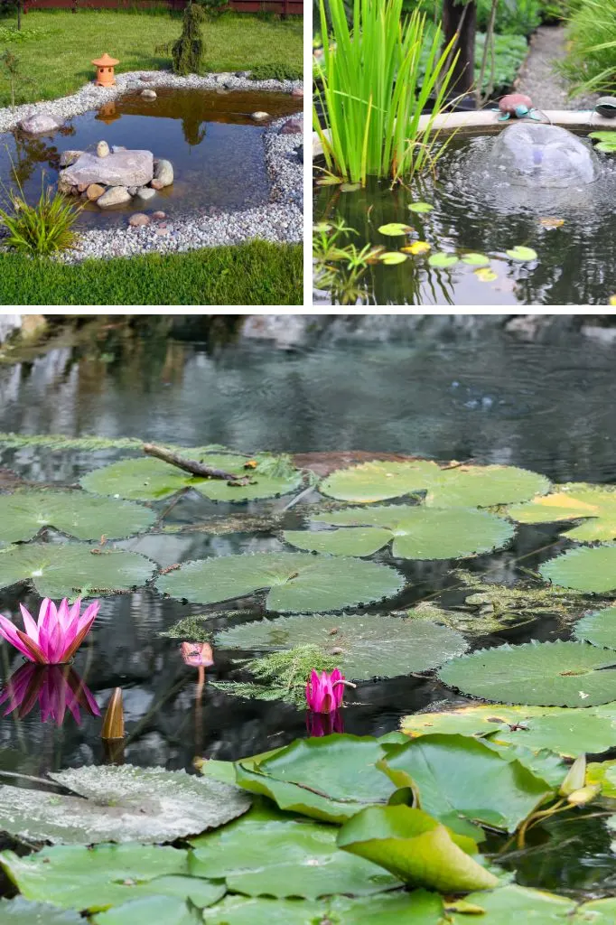 aquatic garden