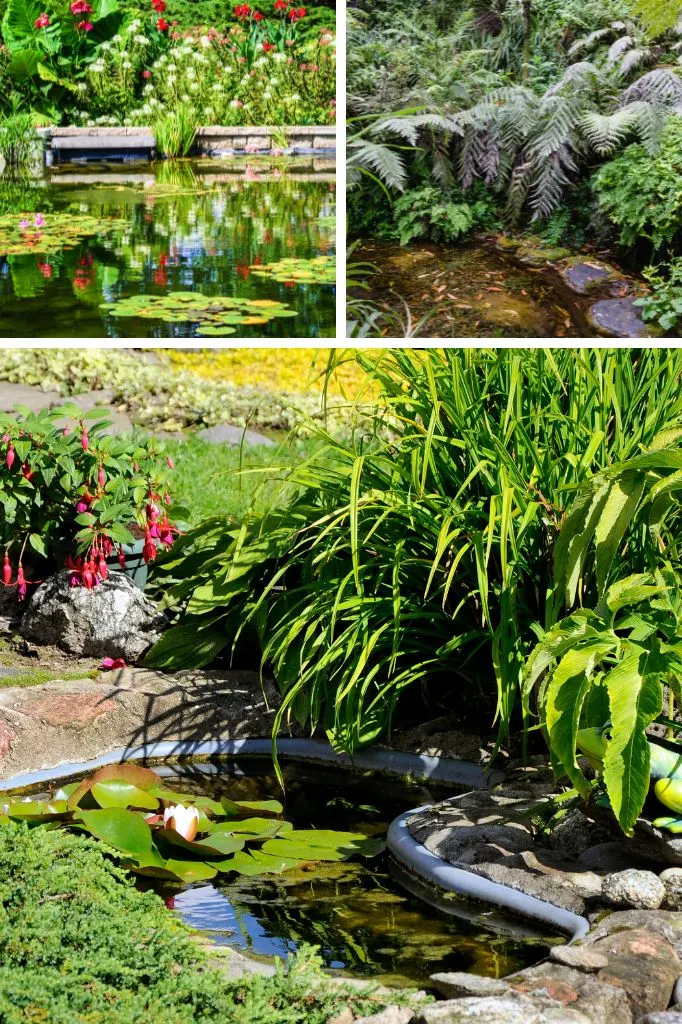 plants for ponds