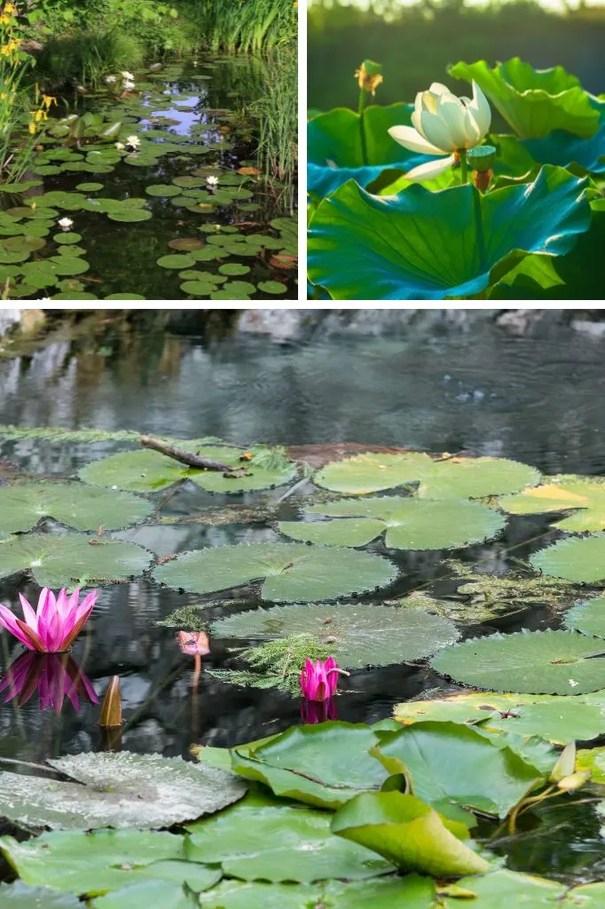 plants for ponds