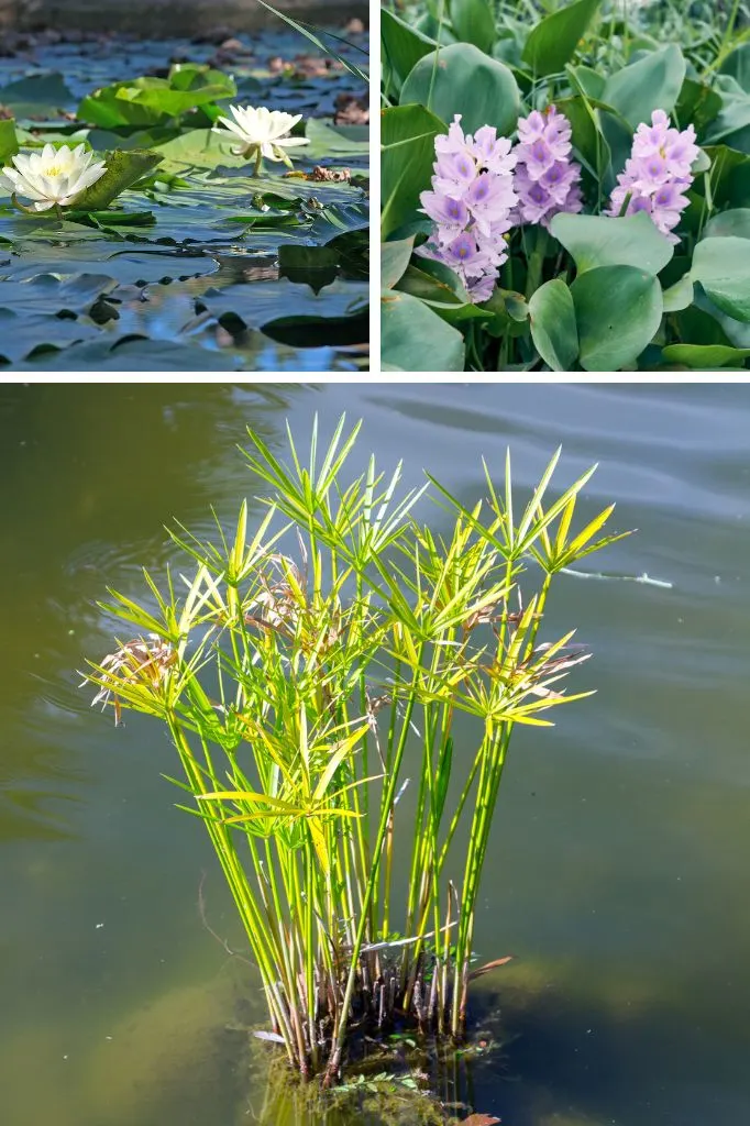 plants for ponds