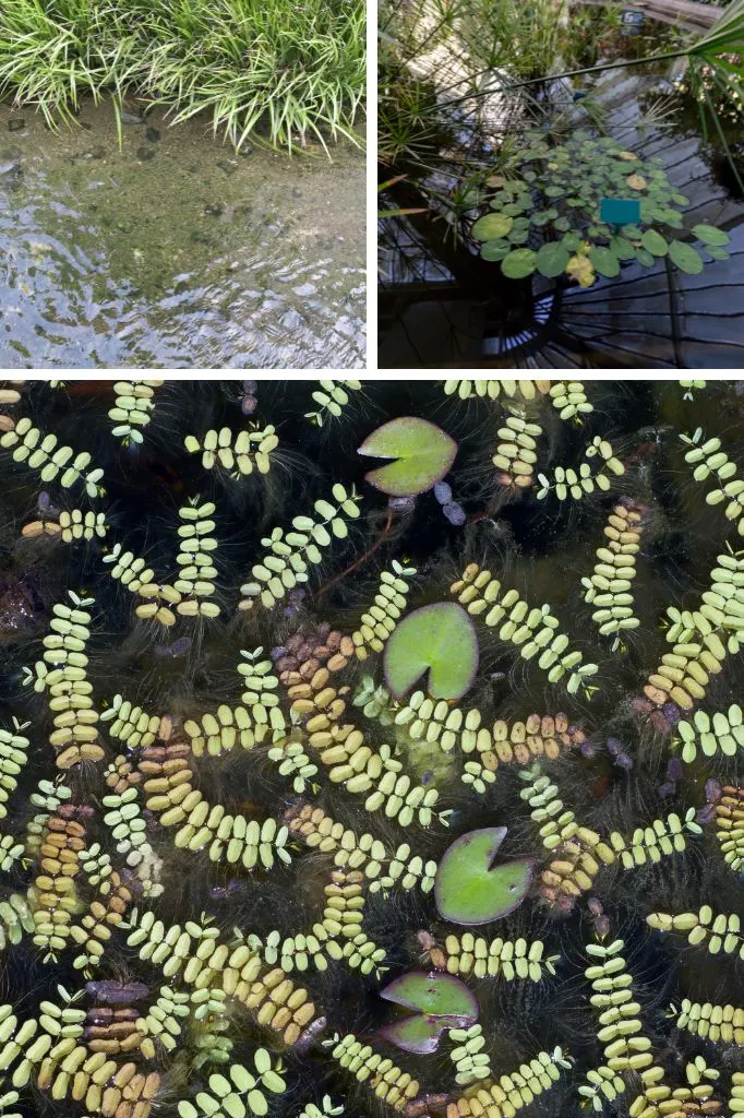 plants for ponds