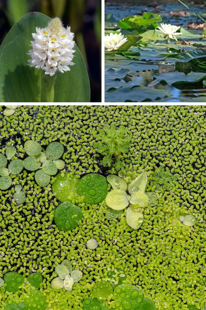 plants for ponds