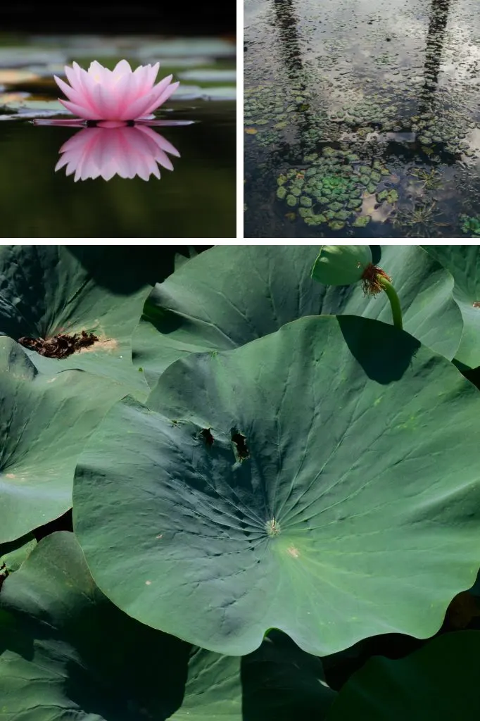 aquatic garden