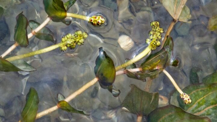 Potamogeton crispus