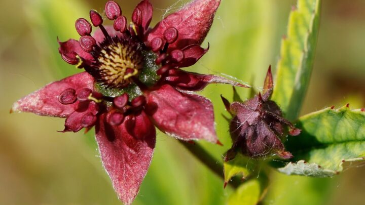 Image for Marsh Cinquefoil (Potentilla palustris)