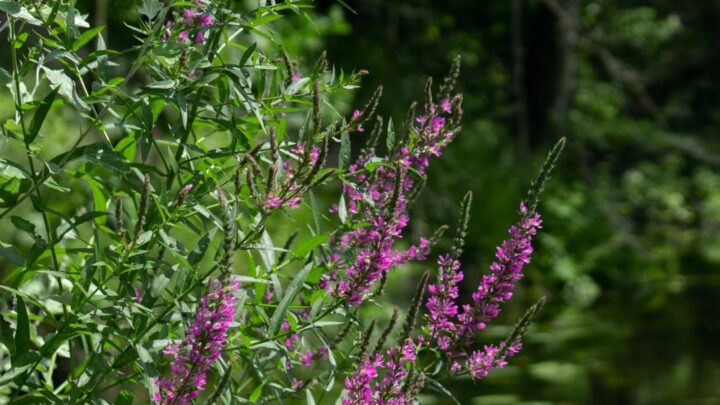 Lythrum salicaria