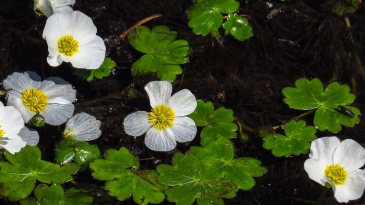 Ranunculus aquatilis