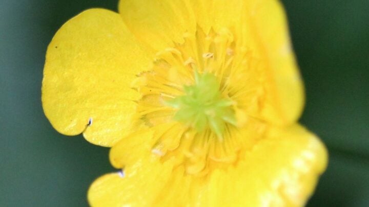 Lesser spearwort