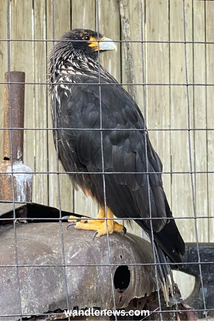 Striated Caracara