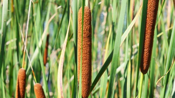 Dwarf reed mace
