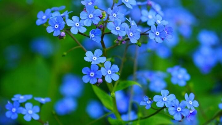 Image for Water Forget-Me-Not (Myosotis scorpioides)