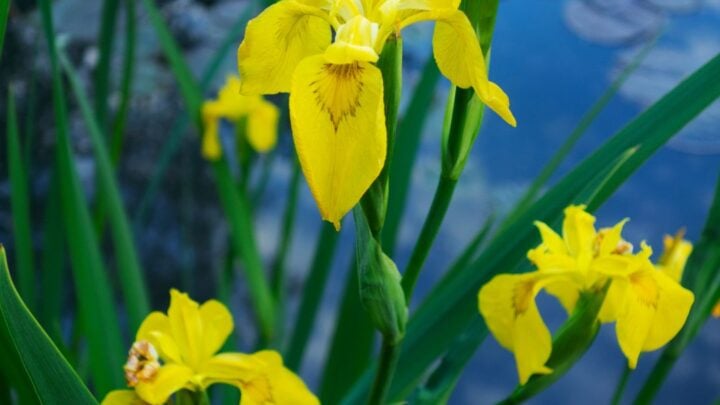 Yellow Iris