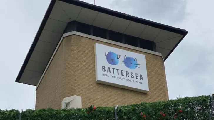 battersea dogs home tour
