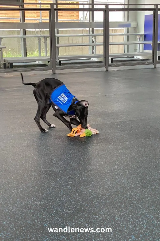 Meeting a Battersea dog