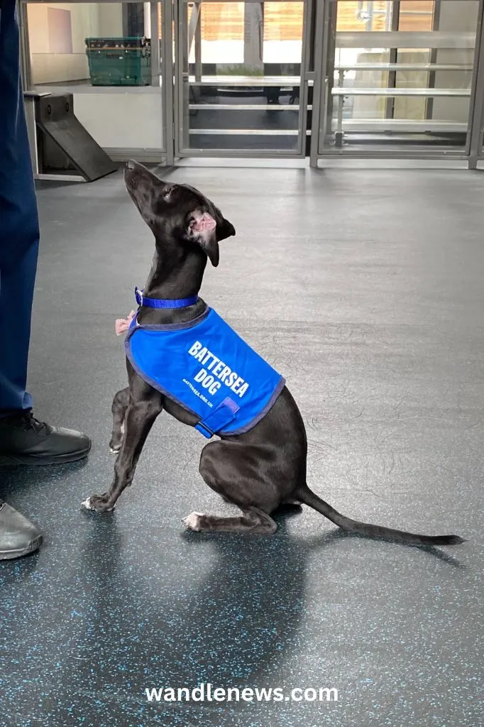 Meeting a Battersea dog