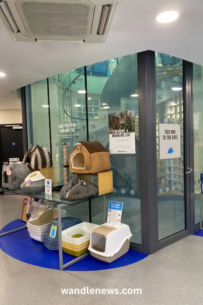 Battersea cattery store