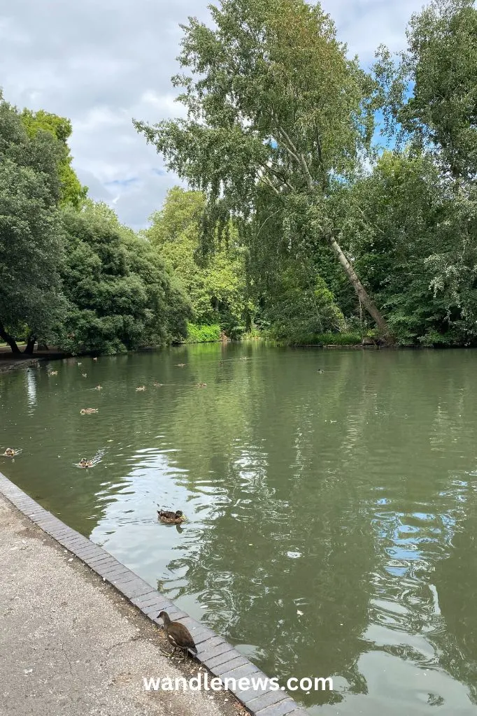 Birds on the lake