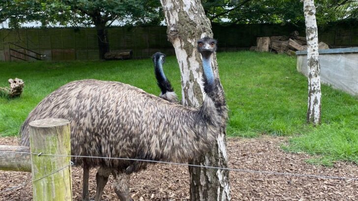 battersea park zoo review