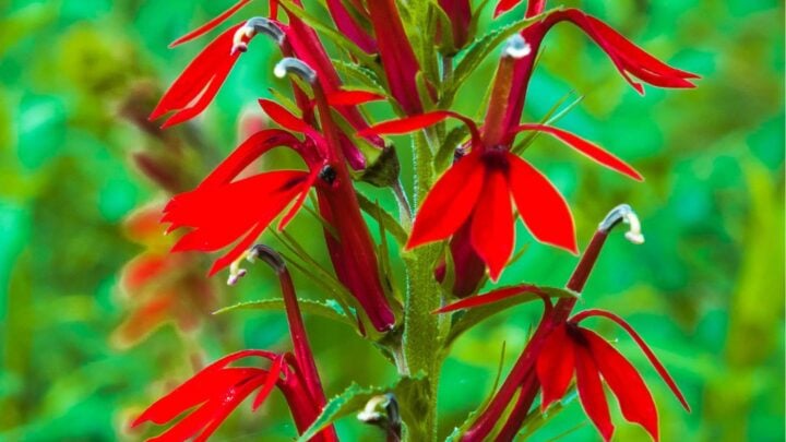 cardinal flower