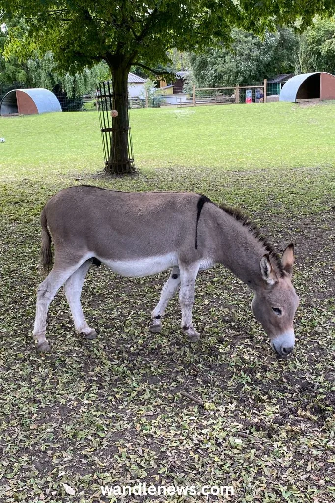 Donkey