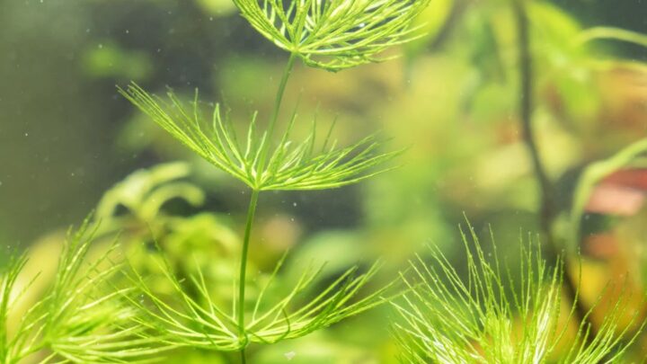 Ceratophyllum dermensum