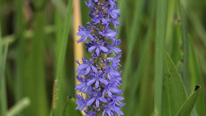 pickerel weed