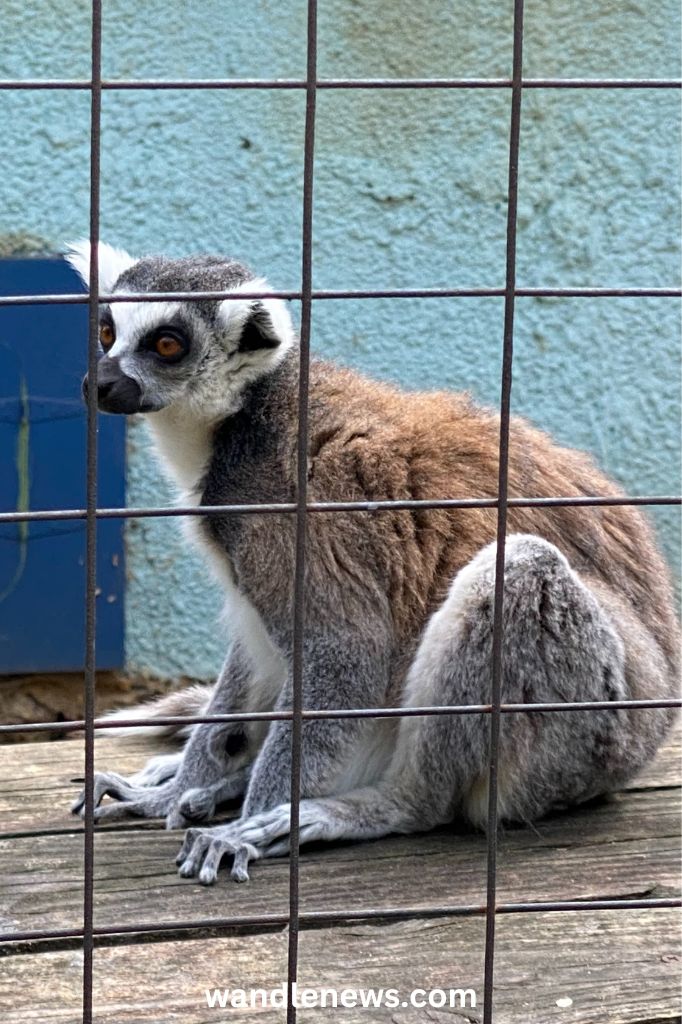 Ring-Tailed Lemur