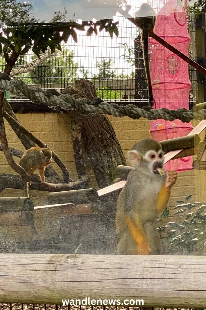 Common Squirrel Monkey