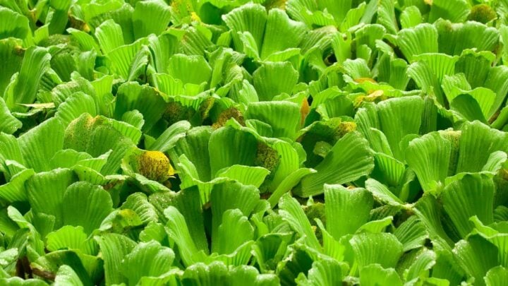 water lettuce