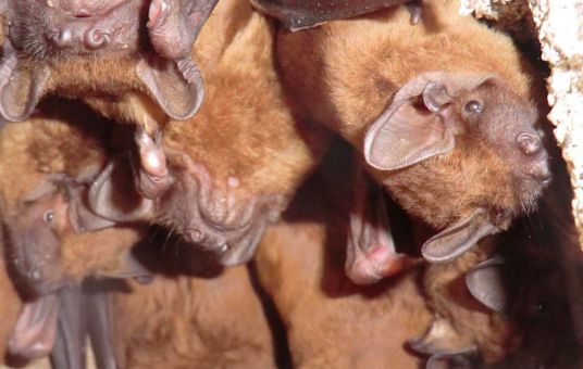 Bat Walk at Beddington Farmlands