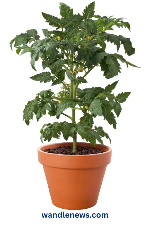 how to grow big tomatoes in pots