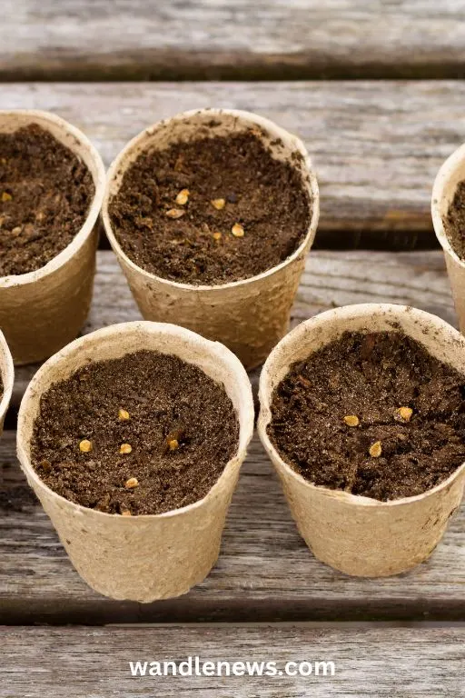 tomato seeds growing in small pots