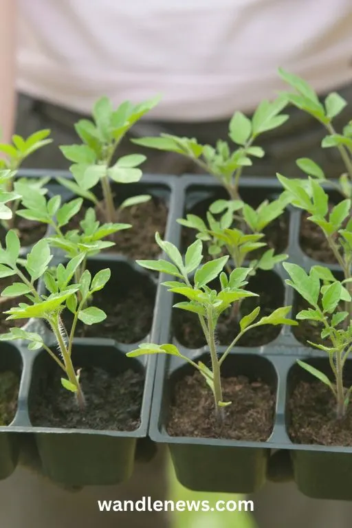 how to grow big tomatoes in pots