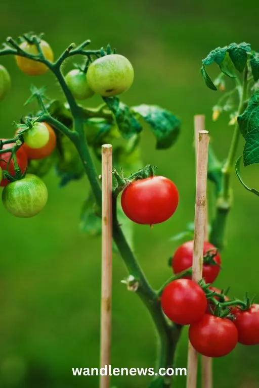 canes for tomato plants