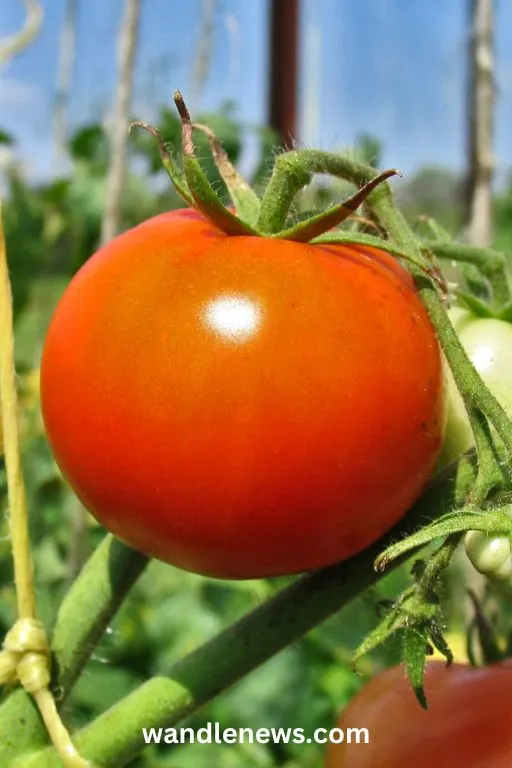 how to grow big tomatoes in pots