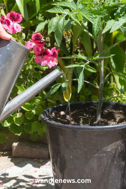 watering a tomato