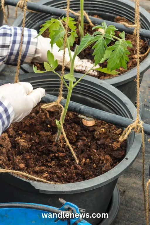 fertilizer for tomatoes