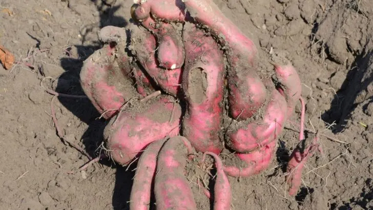 How to Grow Sweet Potatoes
